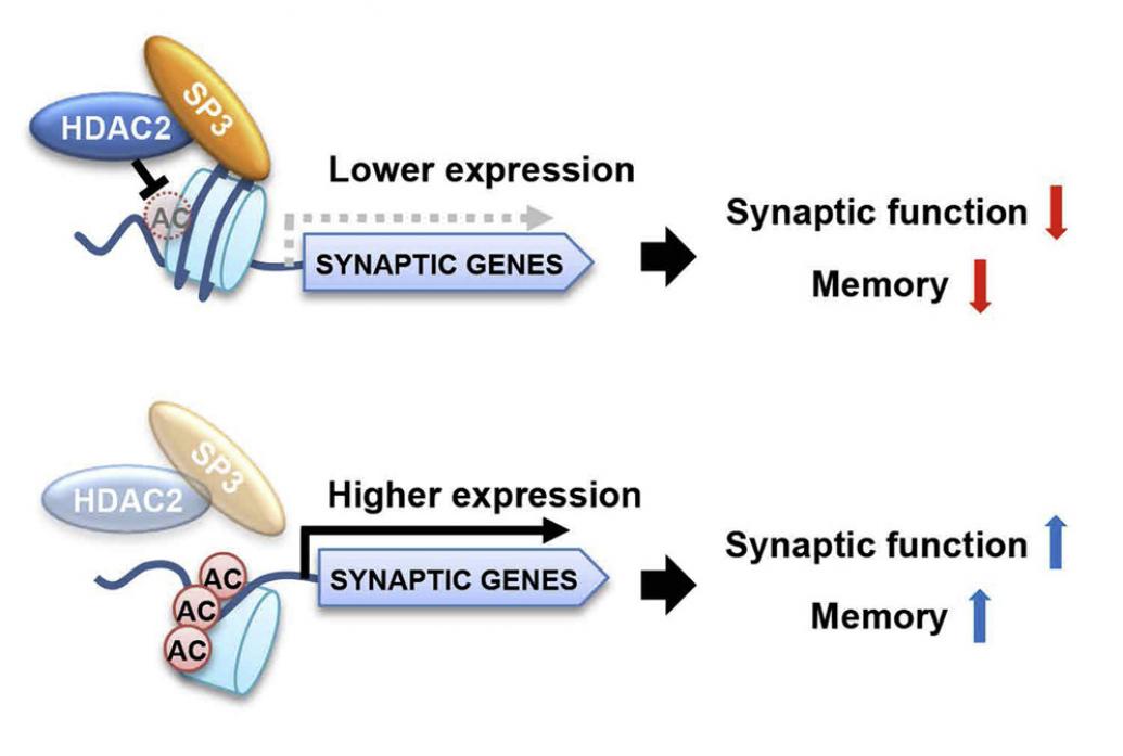 Schematics show HDAC2 and SP3 combining to inhibit memory