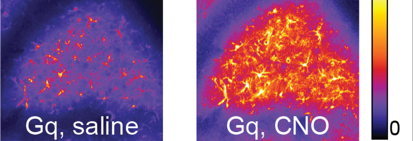 To panels each show a lump of cells. On the left the colors are a dull purple with few cells visible in orange and yellow. On the right the cells are lit up in bright orange and yellow. 
