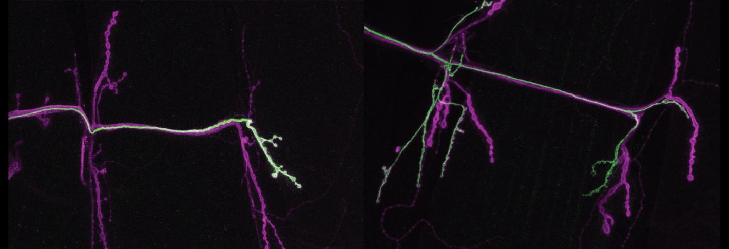 In panels side by side, two twig-like neurons stained green stretch across a black background. The one on the right is the more branchy of the two.