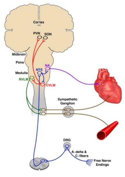 A circuit diagram shows nerves in the body connecting to the brain and then out to the heart and vasculature