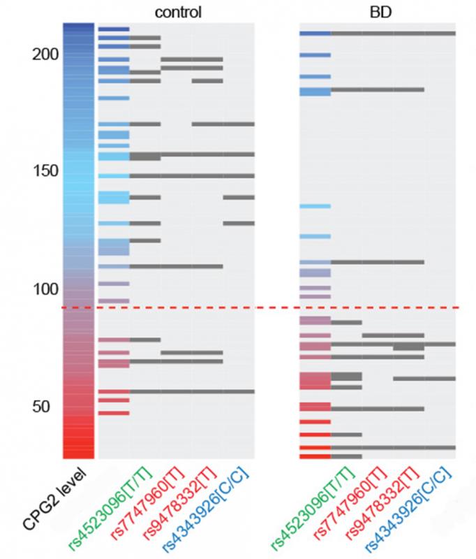In this data visualization, each horizontal line is a patient. Those with bipolar disorder were more likely to be on the lower end of the CPG2 protein expression scale, and more likely to have gene variants that reduced expression