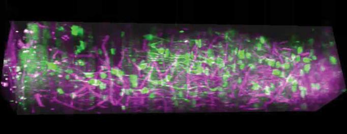 A long brick shaped section of visual cortex shows neurons highlighted in green and vessels and myelin highlighted in magenta