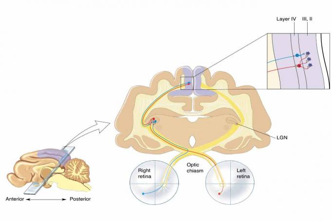 A brain cross section is labeled to highlight the path visual information takes from the eyes to the visual cortex