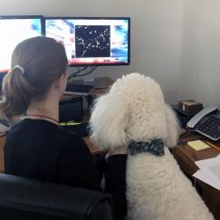 A woman and her white poodle look at a computer screend displaying neurons. We see them from behind.