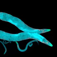 Two nematode worms, glowing light blue, swim over a black background