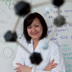 Li-Huei Tsai smiling in her lab. There is a whiteboard in the background and a ball and stick molecule model in the foreground.
