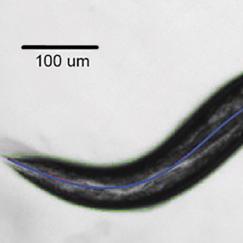 A black and white image of a worm with a bluish line down the center