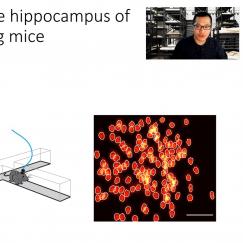 Wei Guo appers in the uppper right corner of a slide showing how he images calcium activity in neurons of mice as they explore a maze. Images show cells lighting up.