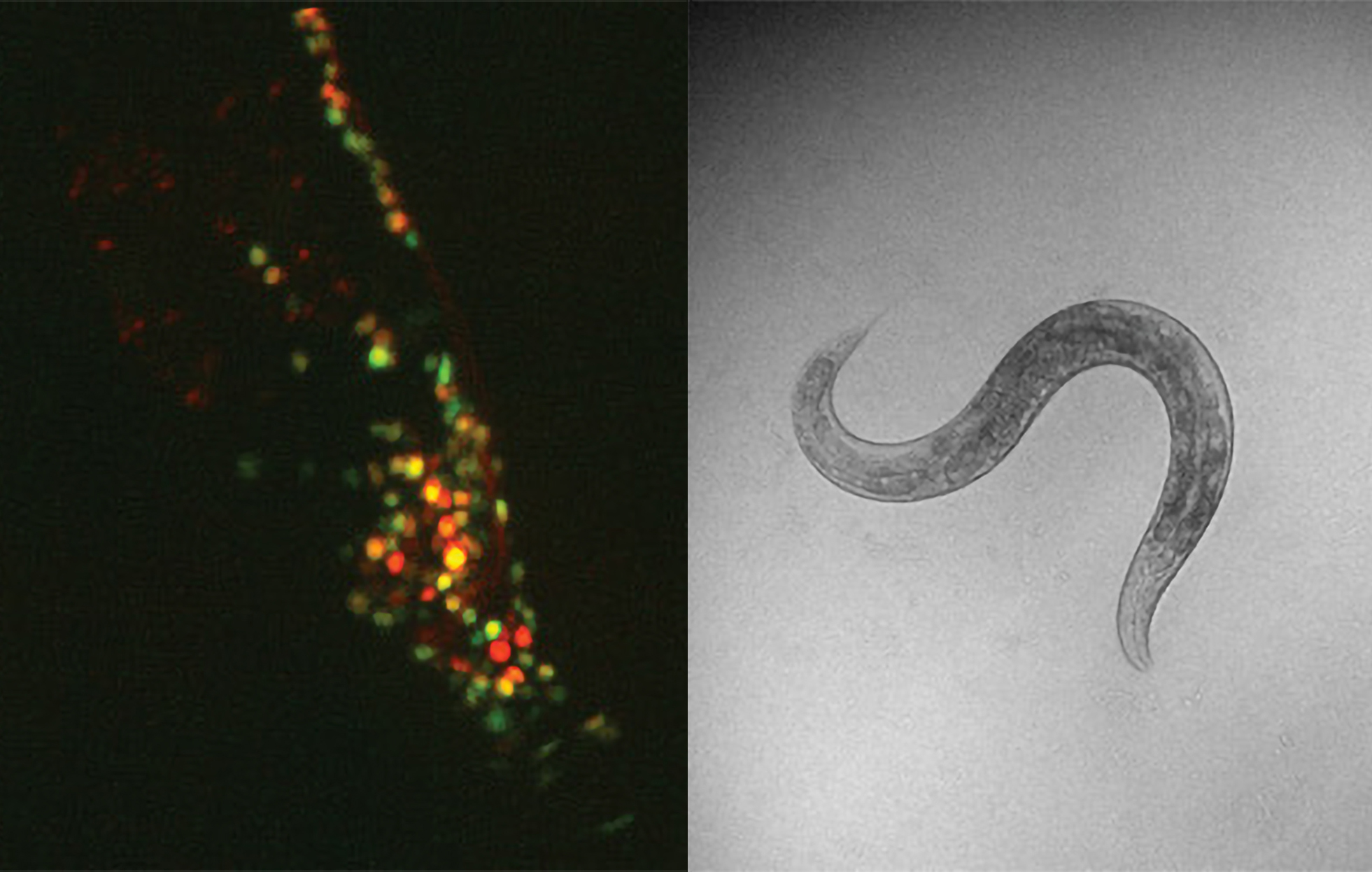 A left panel shows a worm's head all dark except its neurons lit up red and green. A second panel shows a black and white image of the whole worm curling up.