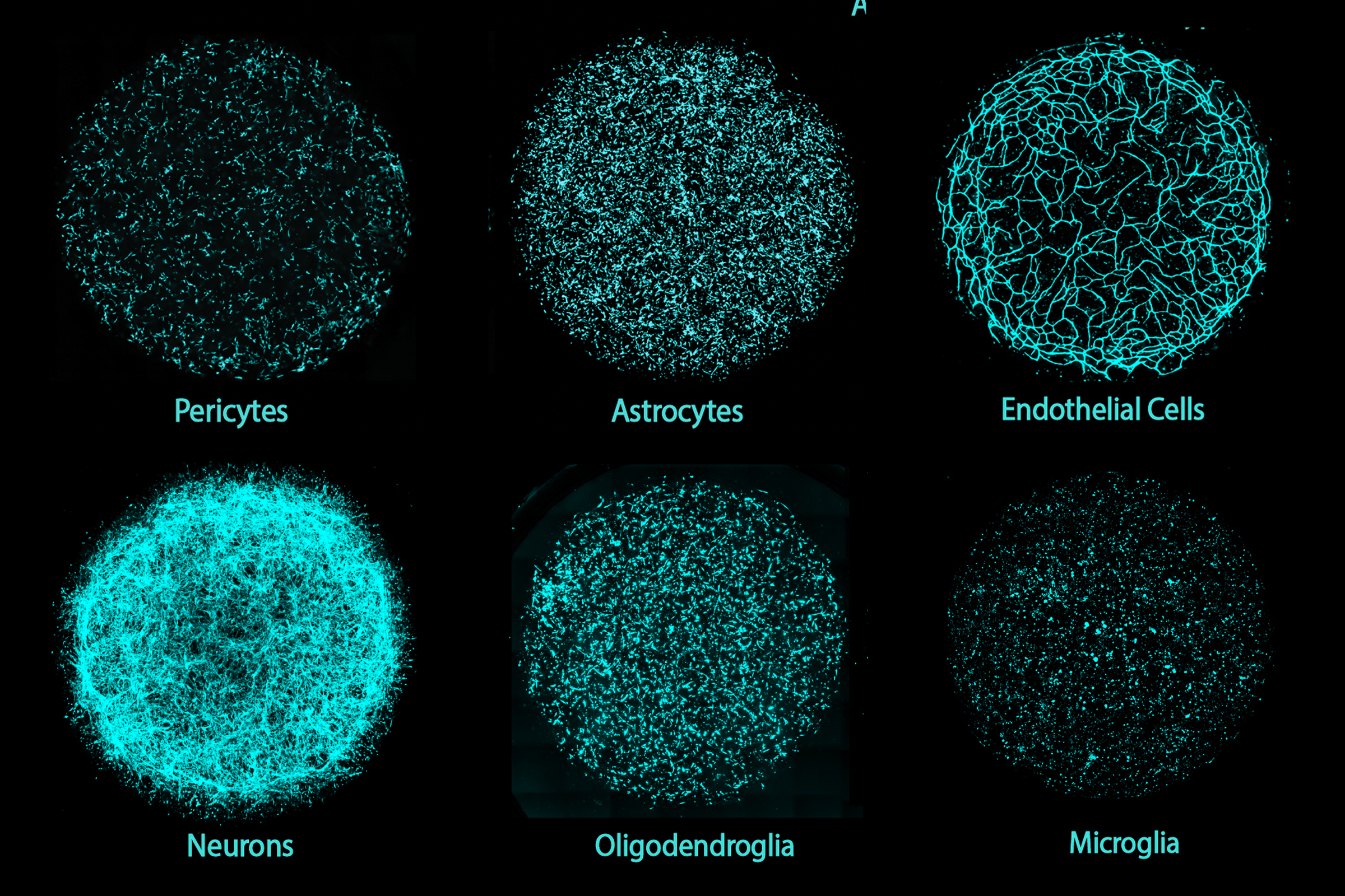 Six panels show circular arrangements of each individual cell type in a miBrain culture, stained in cyan. The cell types are Pericytes, Astrocytes, Endothelial Cells, Neurons, Oligodendroglia, and Microglia