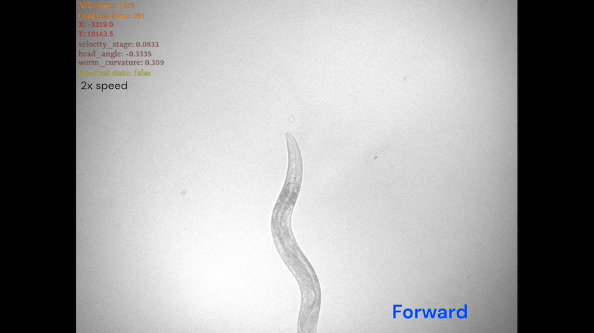 A transparent worm on a gray background wiggles up the screen, then backs up then turns around and goes down the screen.