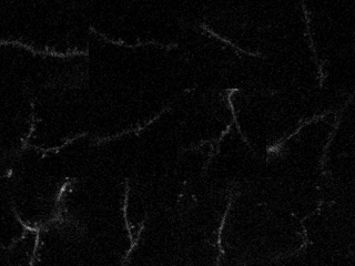 An 4 by 3 array of different dendrites shows them all blinking white with activity at different times.