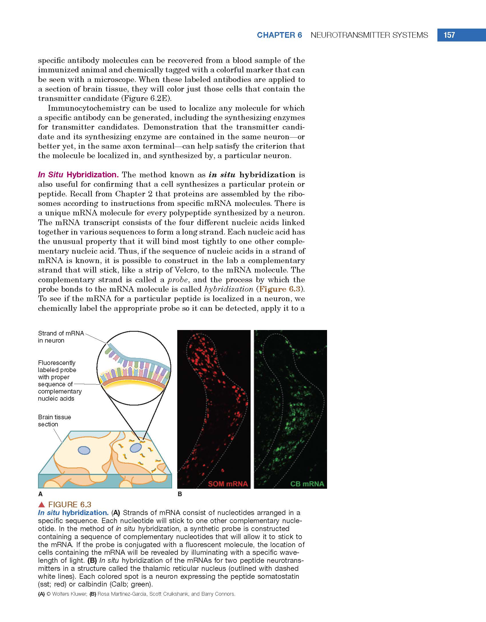 A page from the textbook features some of its narrative as well as a colorful illustration of the lab technique in situ hybridization