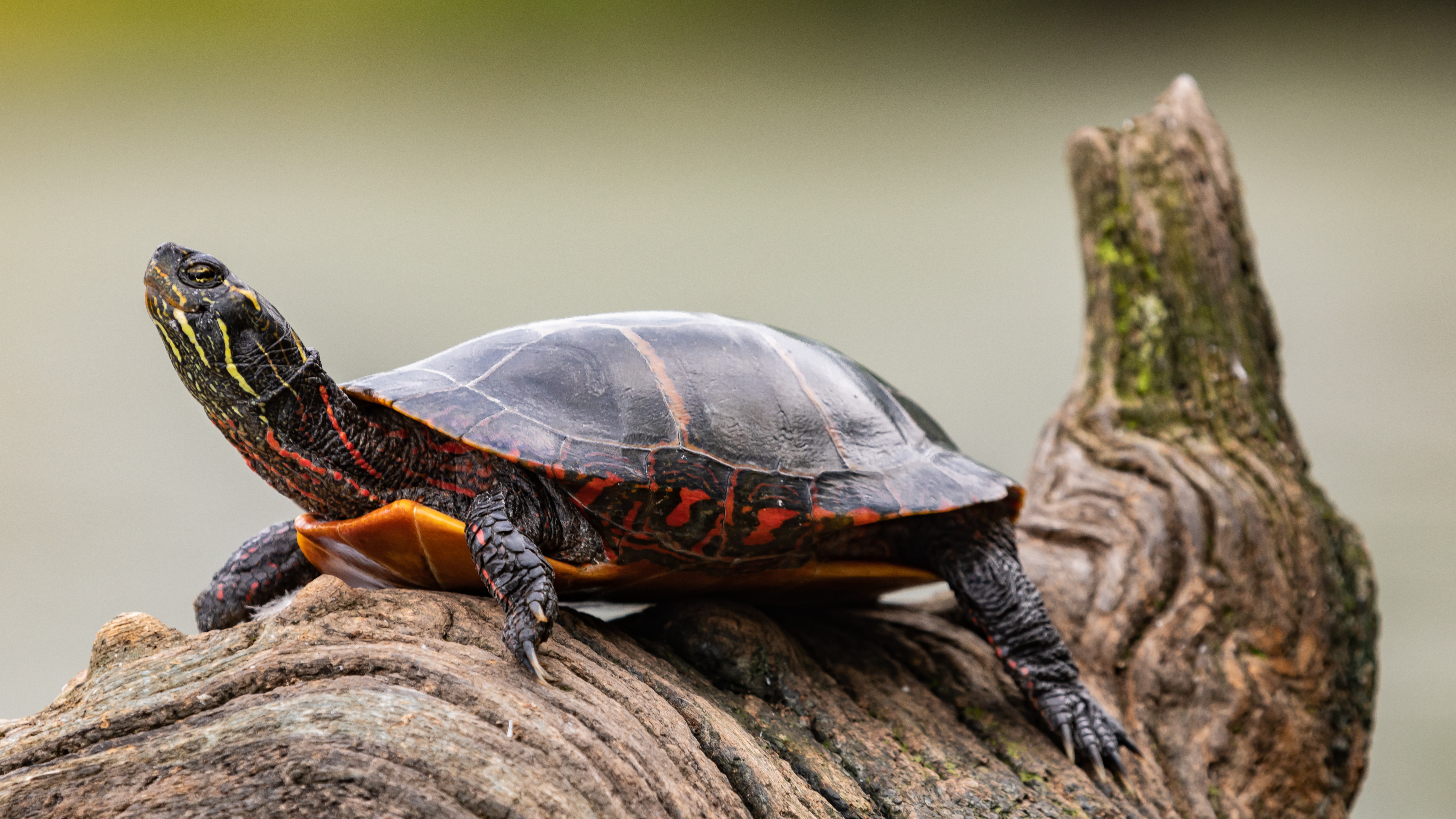 A painted turtle with dark skin and shell with bright yellow stripes resting on a log crests its neck upward