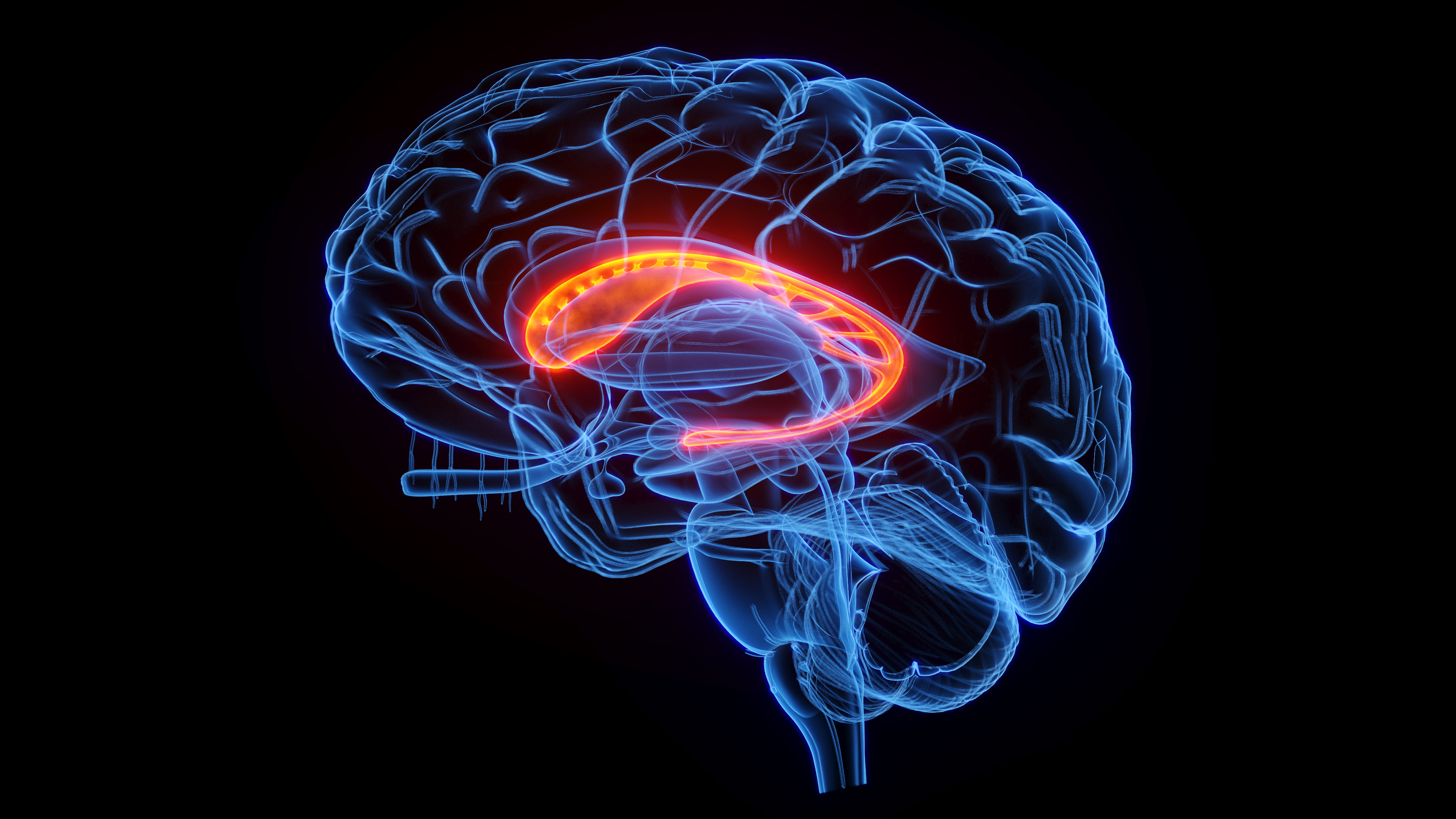 A cartoon on a black background depcits a 3D, transparent brain outlined in blue. In the middle of the brain, shown in profile, is a bright yellow curved structure, open to the left.