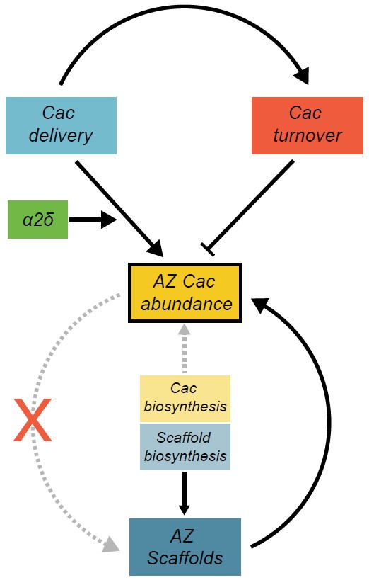 A flow chart of boxes and arrows shows the various factors that positively or negatively affect Cac abundance at active zones