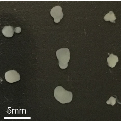 Eight organoids are shown in three columns. They appear as irregularly shaped white blobs. A scale marker suggests they are about 3mm in width.