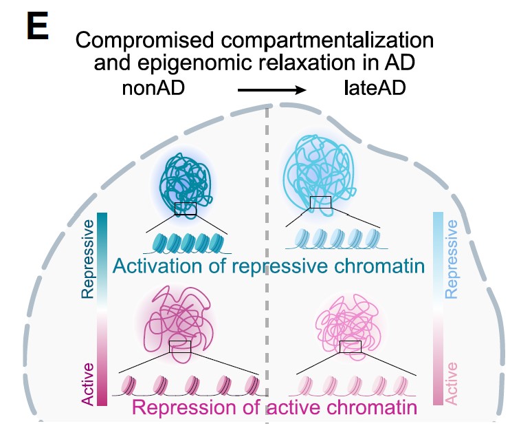 A schematic shows little tangles that are relatively loose or tight to demonstrate the idea that chromatin that was tight in health was loose in Alzheimer's and vice versa. 