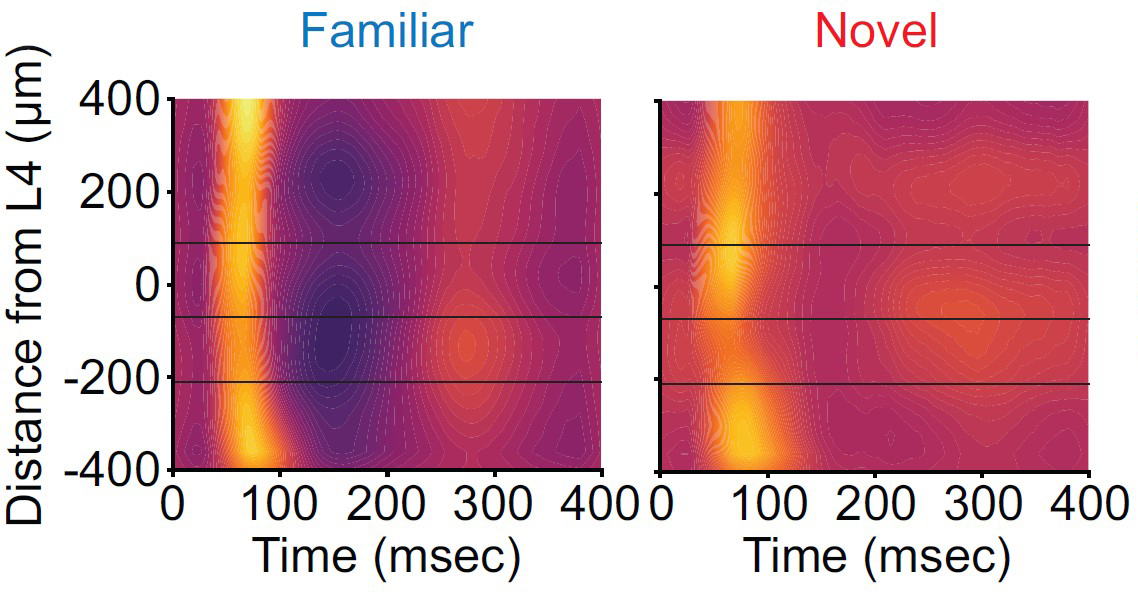 Two panels side by side show a colorful graph of neural activity upon a familiar or a novel stimulus. The familiar one features a bright narrow band of yellow at about 80 miliseconds. The graph at later times is magenta. The Novel panel shows a fainter yellow band at the same timepoint and a warmer hued rest of the panel.