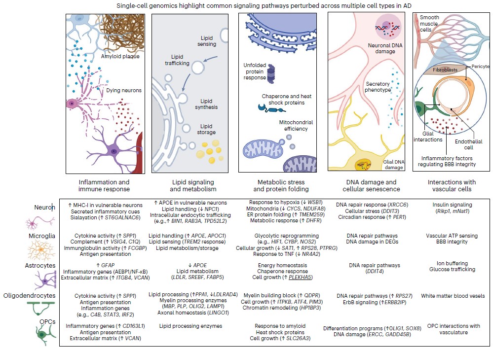 Five panels offer cartoon schematics of a wide variety of cell and molecular interactions. The graphic is headed by this text: "single-cell genomics highlght common signaling pathways perturbed across multiple cell types in AD"
