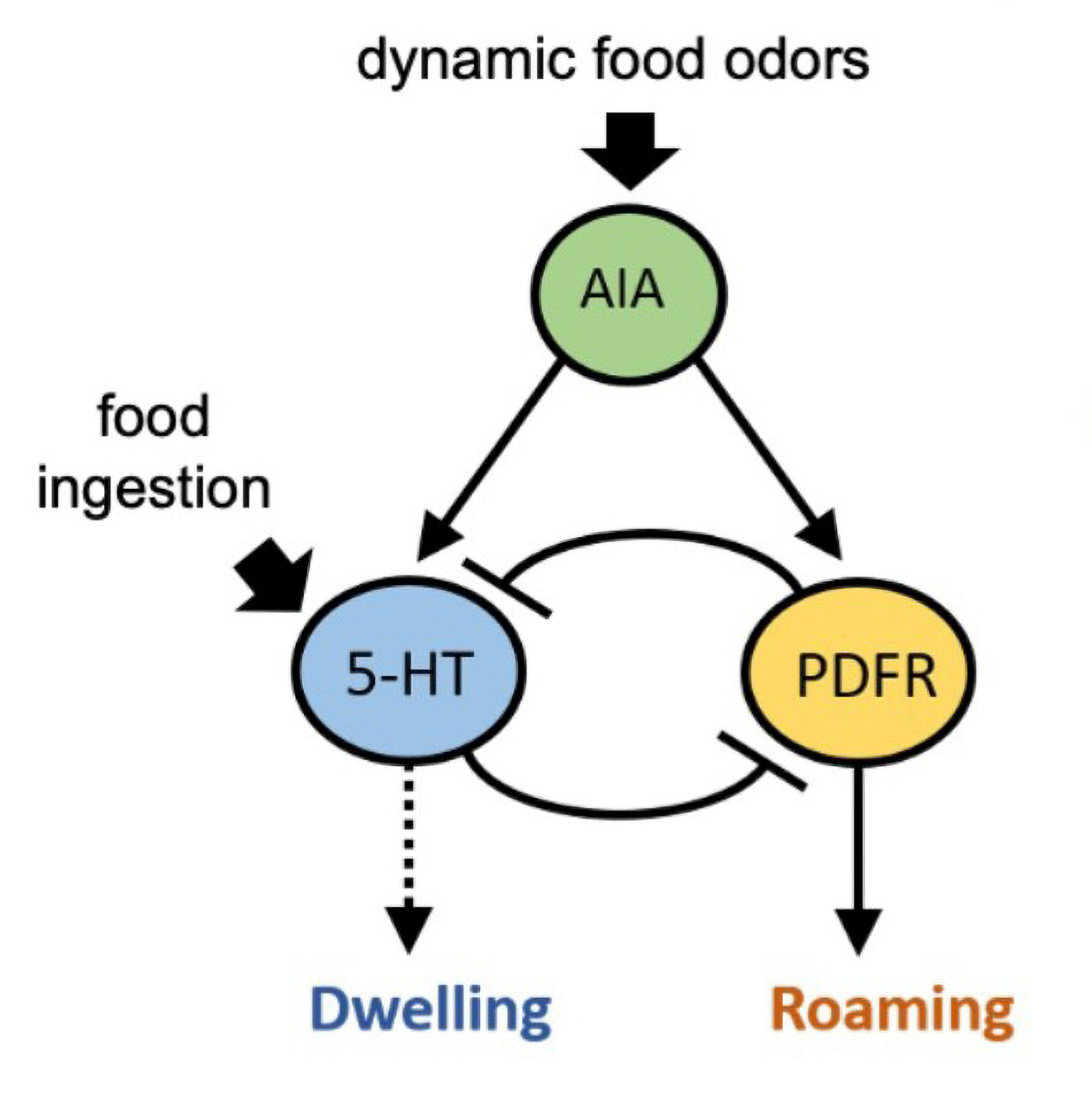 A flowchart-like diagram shows ovals labeled AIA, S-HT and PDFR. S-HT points to "dwelling" and PDFR points to "roaming." Also, "Dynamic Food Odors" points into AIA which points to the other two ovals.