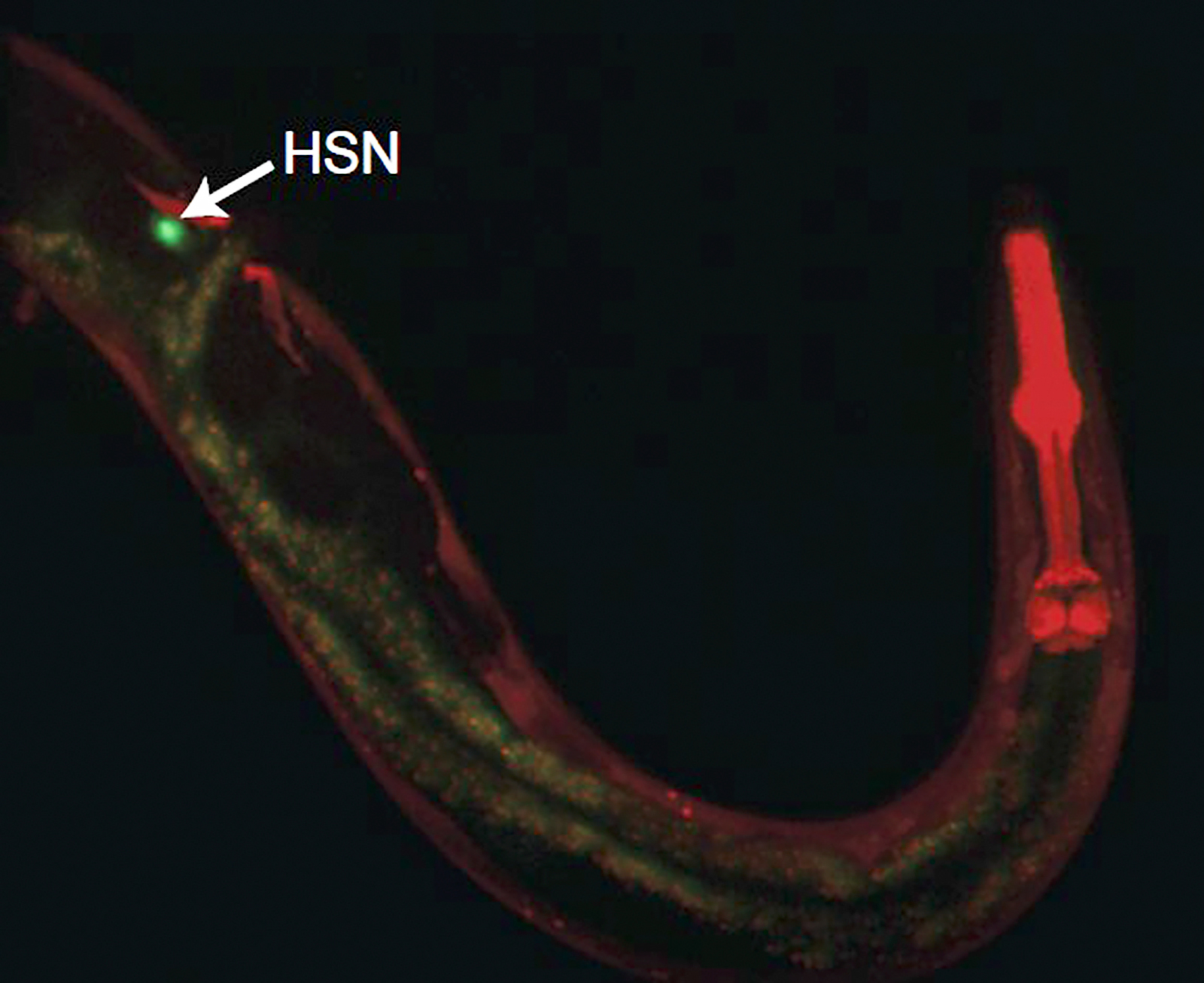 The shape of a worm's body is indicated on a black background by parts glowing green or red. The green shows how a neuron runs through its length to the head. The head itself is red. 
