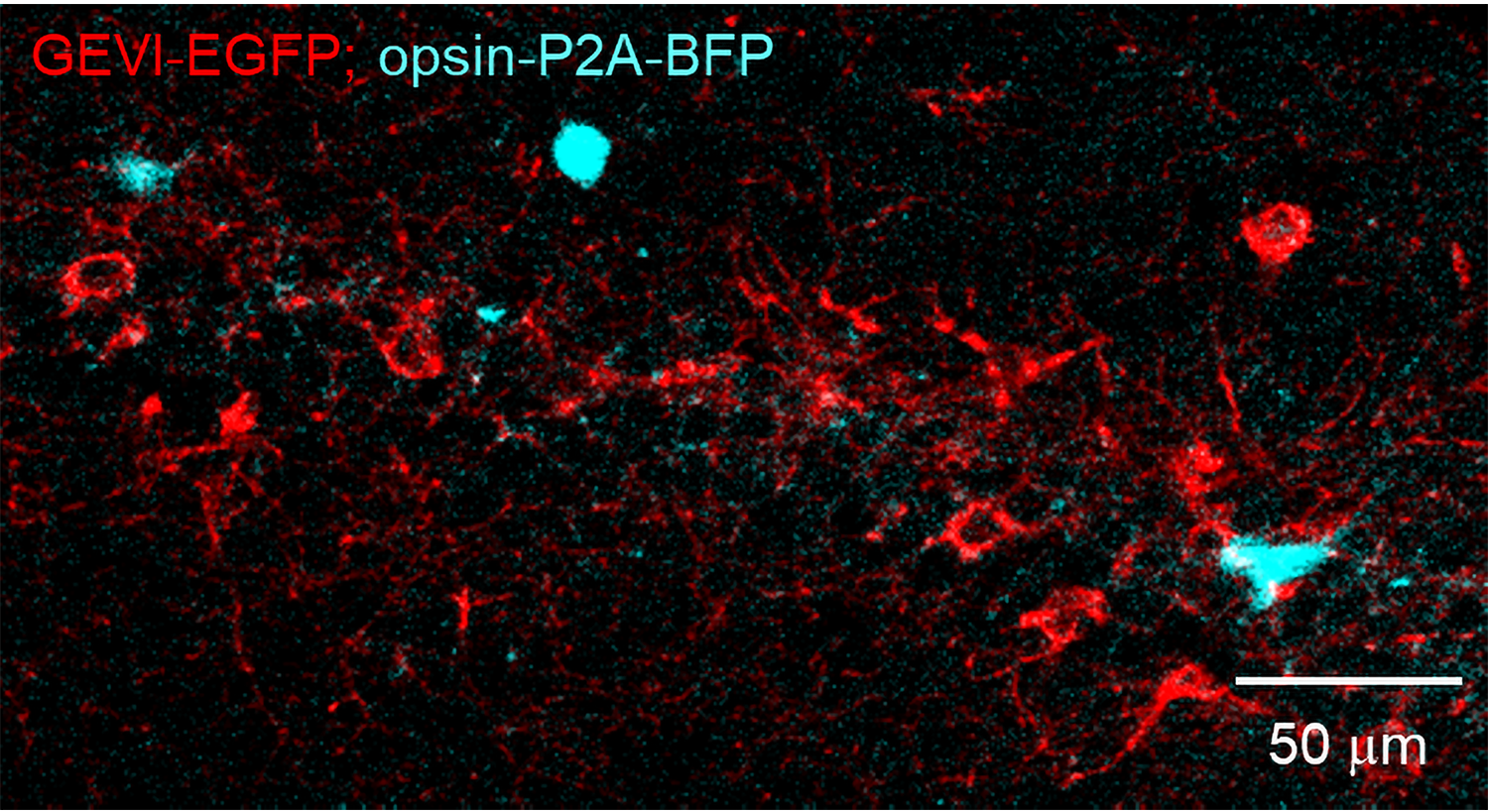 A stripe of red-colored neurons is accompanied by a few neurons in a contrasting cyan color