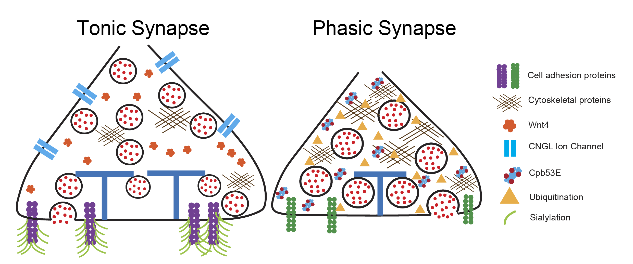Schematics show differences between tonic and phasic synapses referenced earlier in the story such as ubiquitination and sialylation.