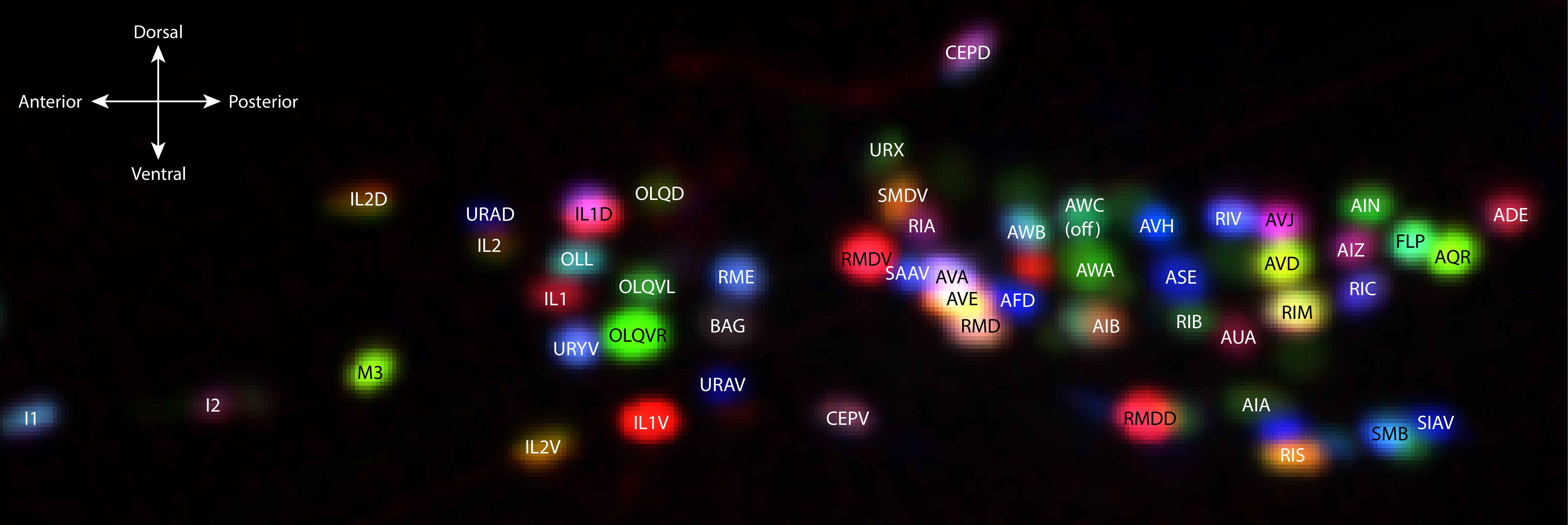 A horizontally oriented image with a black background shows a constellation of colorfully labeled cells with abbreviated names on each. 