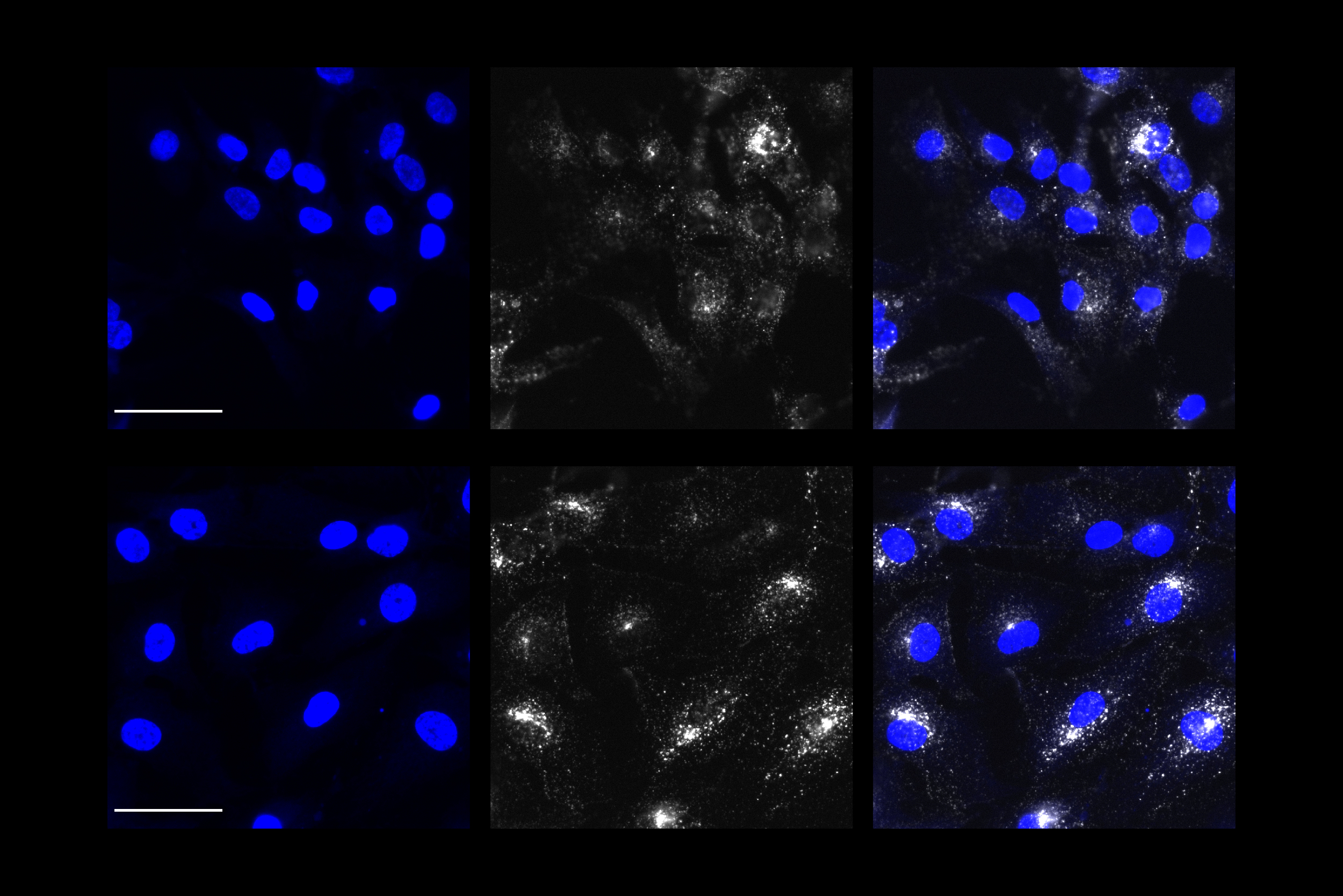 A 3 by 2 grid shows cells with blue and white staining