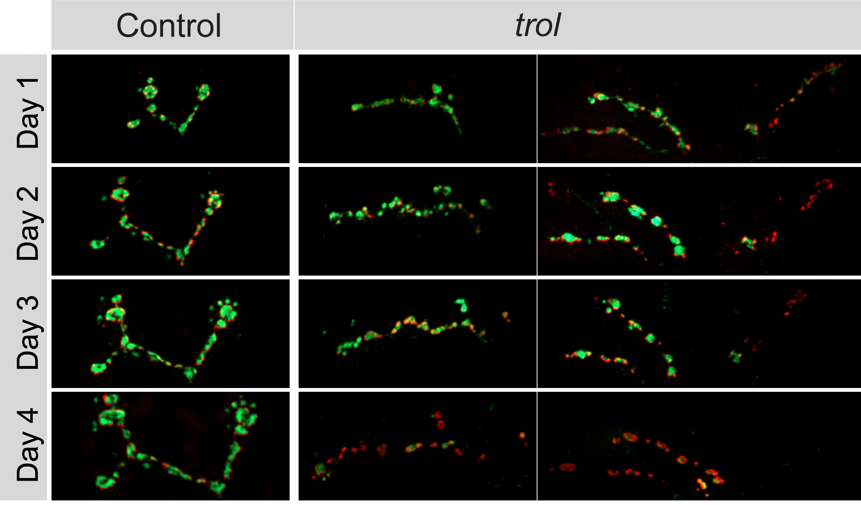 A 2x4 table of images. Each row represents a day. Left column is control, right column is "trol" meaning the trol gene has been disabled. Control images show a neuron's axon looking healthy all four days. The trol images show the axon starting out fine but fading over time.