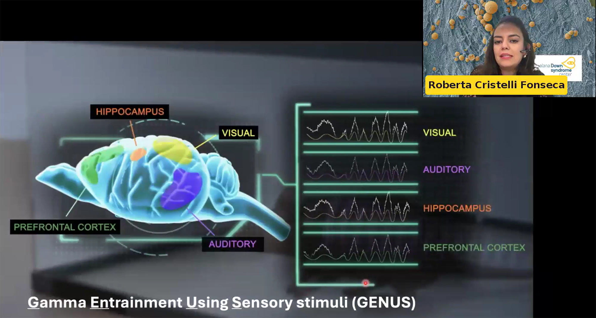 A webinar screenshot depicts a cartoon mouse brain with different regions (audio, visual, prefrontal cortex and hippocampus) in different colors. Next to each are high frequency brain waves. Roberta Fonseca's face is in the upper right corner.