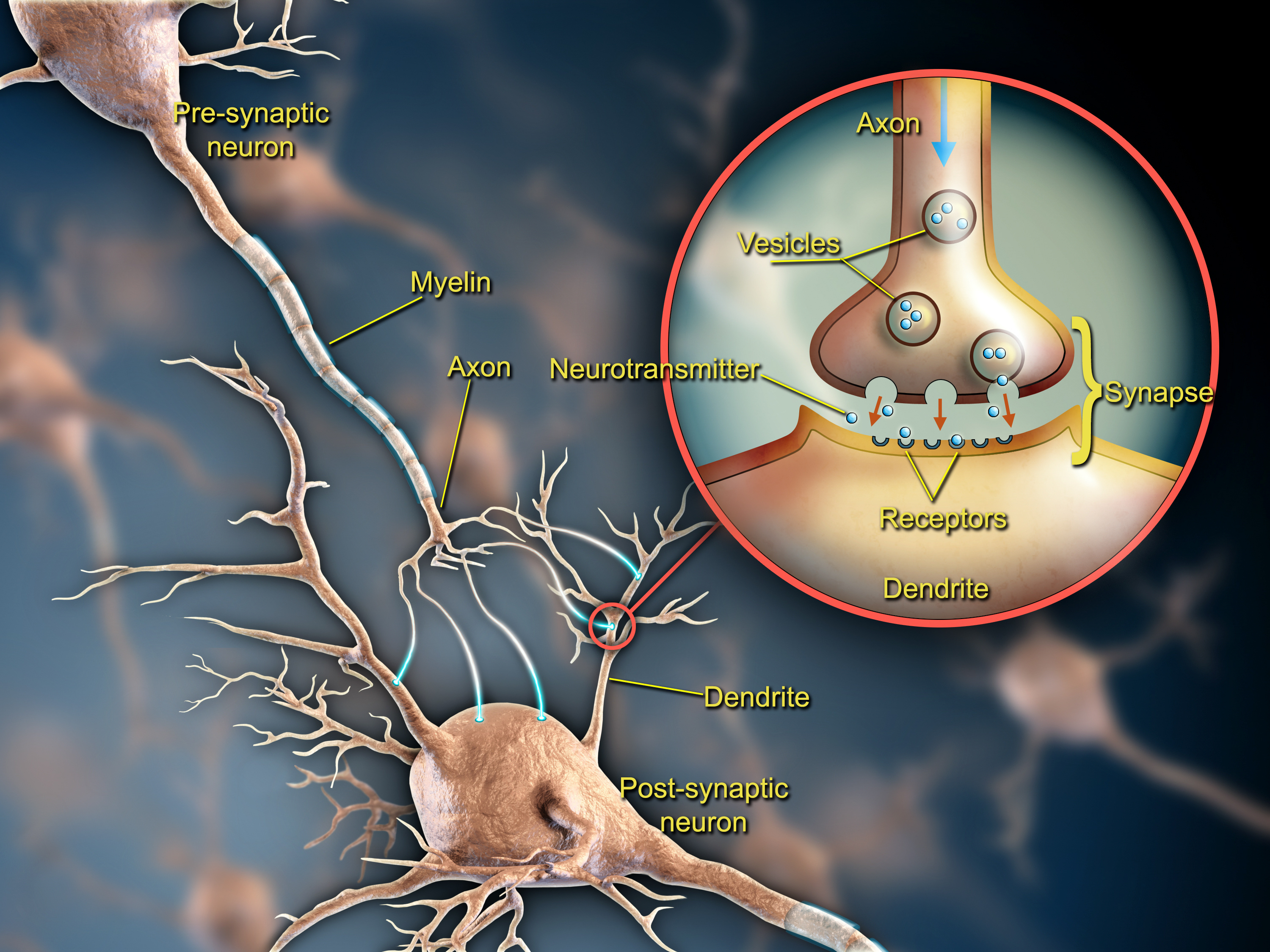 An illustratio shows one neuron branching out to connect to another. In a cutaway it zooms in on the details of the connection they make