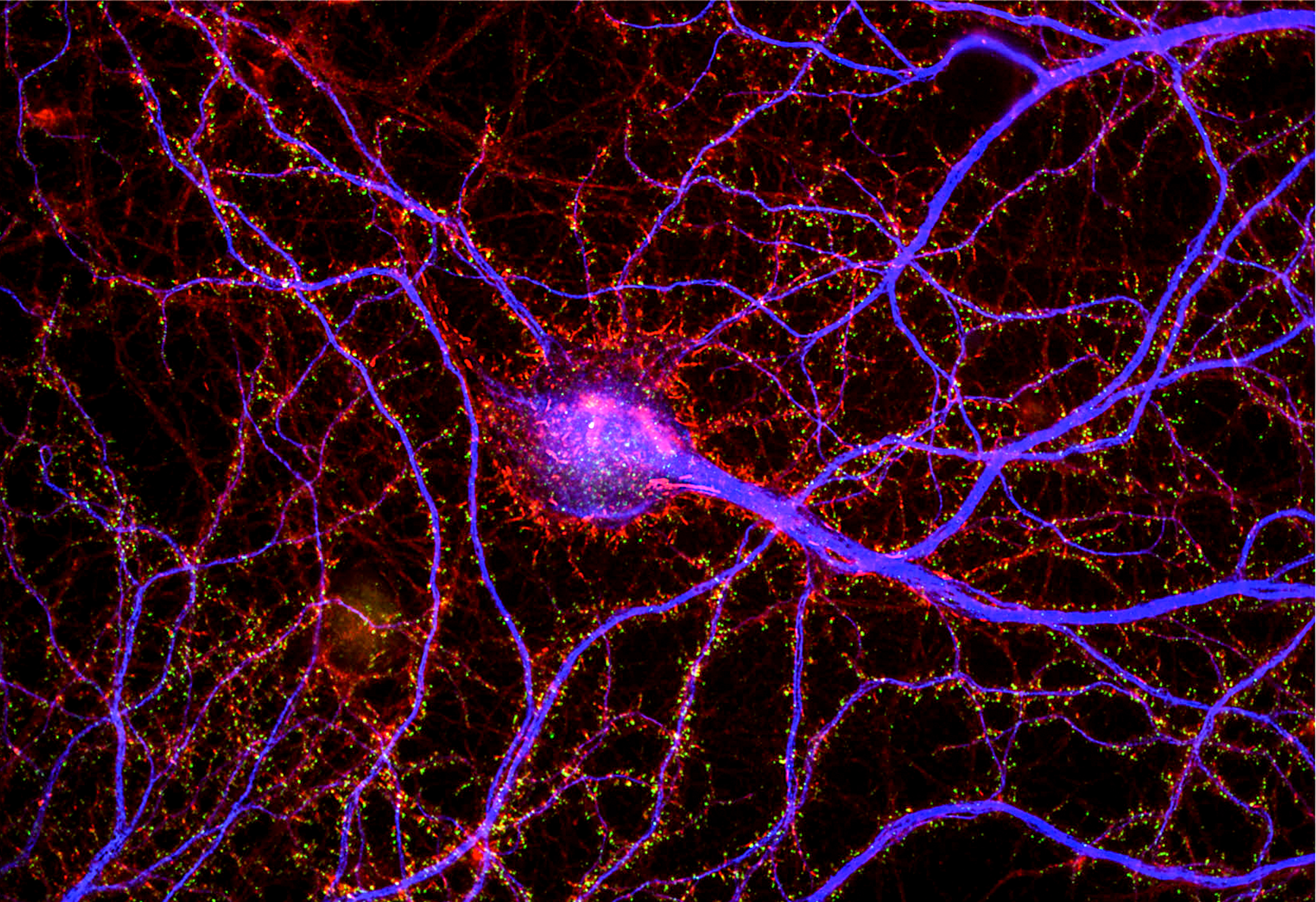 A thicket of blue vine like dendrites accented in red sprawls across a black background