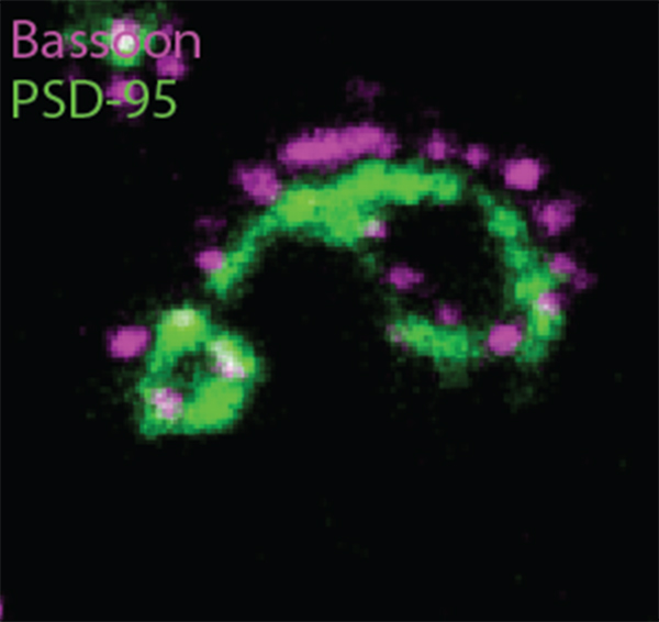 An arc of magenta proteins surrounds an arc of green proteins on a black background.