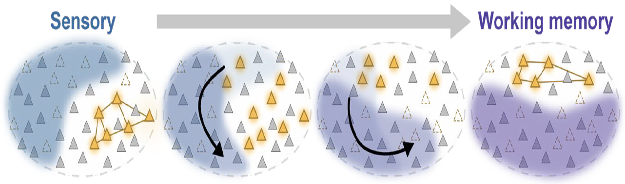 In each of four panels of a cartoon, neurons appear as connected yellow triangles. As the cartoon goes on, a crescent shaped blue patch rotates from the left side of the circle around to the bottom, covering different neurons. In panel 1, several uncovered neurons are shown as linked. In panel 4 uncovered neurons on the top are shown as linked.
