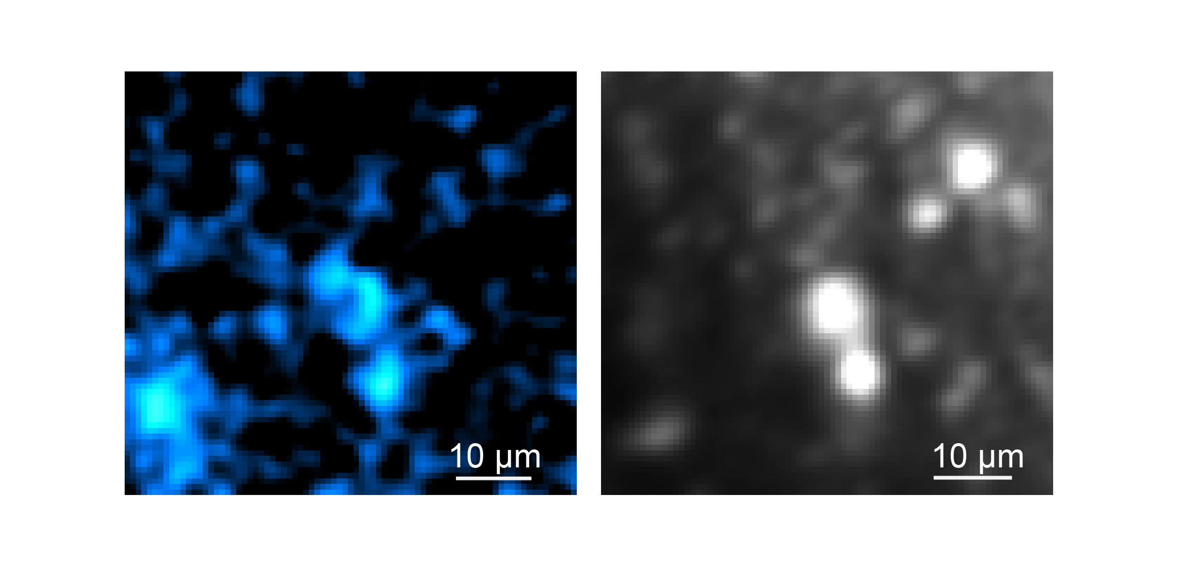 Two panels side by side show the same few cells stained in blue on the left and more blurry and grayscale on the right.