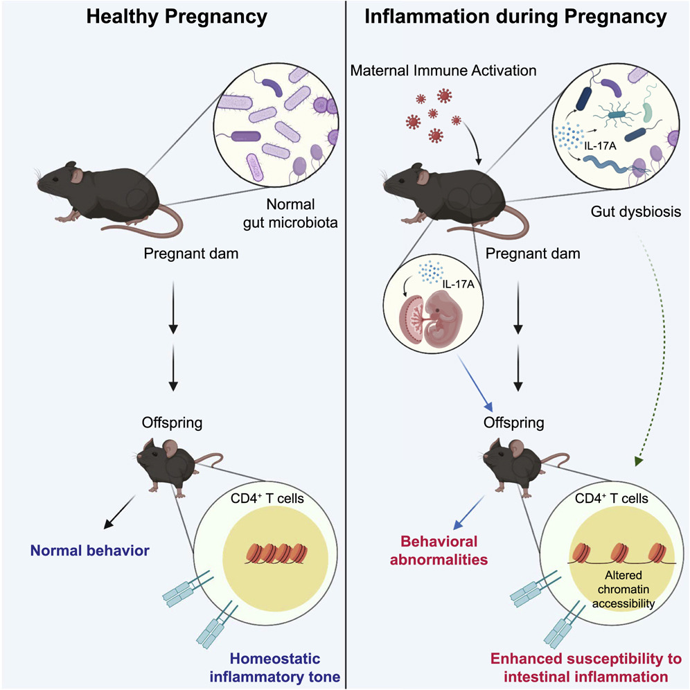 A cartoon illustrates the physiological differences between pregnant mice and their offspring after infection.