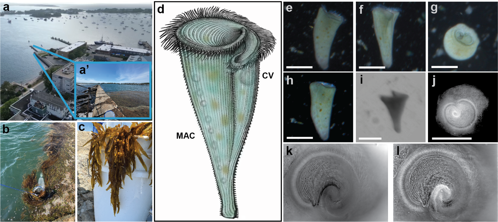 Images and diagrams depict a small marine organism that has a rolled up cone shape reminiscent of a campanelle or "trumpet'' pasta.