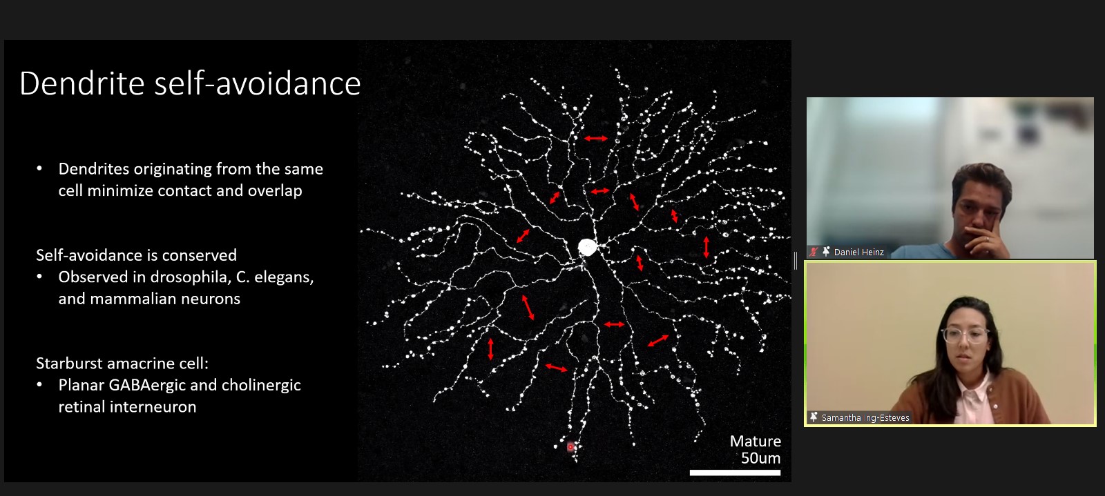 A presentation slide shows the presenter and a panelist on the right, a big white neuron with white branches radiating out in all directions and text on the left explaining that the branches avoide eachother.