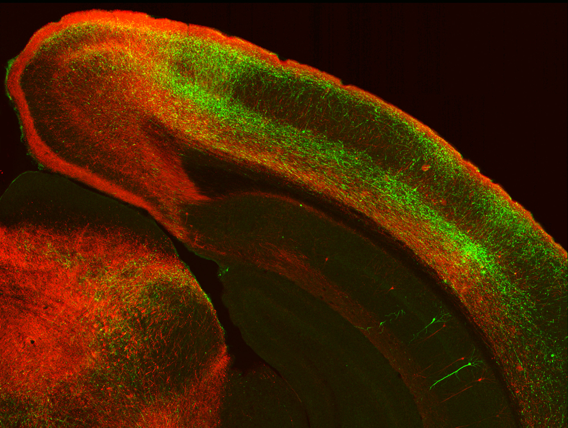 A view of the upper right quadrant of a cross section of a mouse brain. An arc of tissue extends from the top left to the bottom right. Along the arc there are stripes of neurons glowing in eithe red or green in distinct layers of the tissue