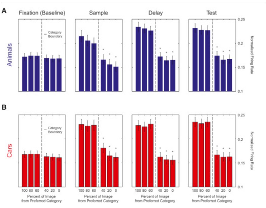 A series of bar charts in red (top) and bottom (blue) show that neurons reliably sorted objects into categories so long as they fit the right criteria, regardless of how thoroughly
