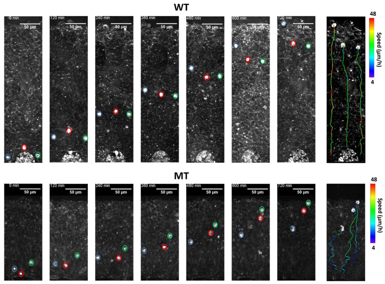 A series of columns in two rows tracks the trajectory of a few highlighted cells with colored lines trailing behind them. The lines behind the cells in the top row are straigther and more consistently red than the lines trailing behind the cells in the bottom row.