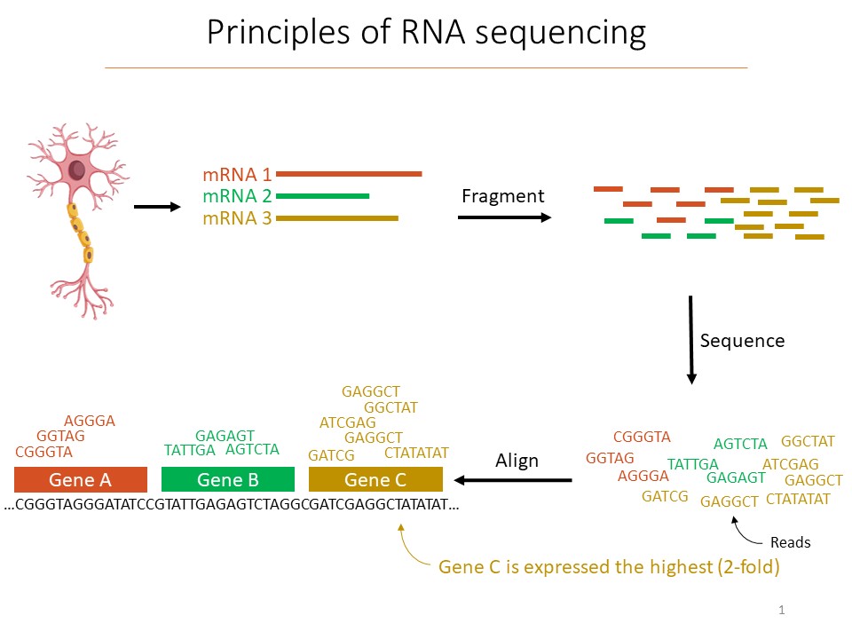 A flowchart shows a neuron, then three RNA segments in different colors, then fragments of those segments, then their letter sequences and then how those are matched up to the genome to quantify gene expression