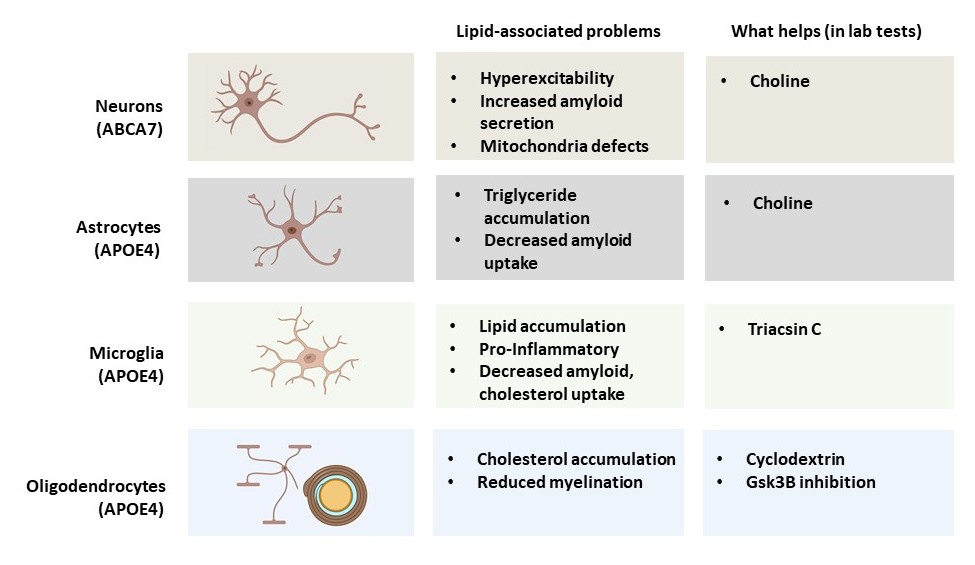 A table summarizes how the Tsai lab has found specific problems with lipids in each major type of brain cell and shows what has helped address the issue in lab cultures