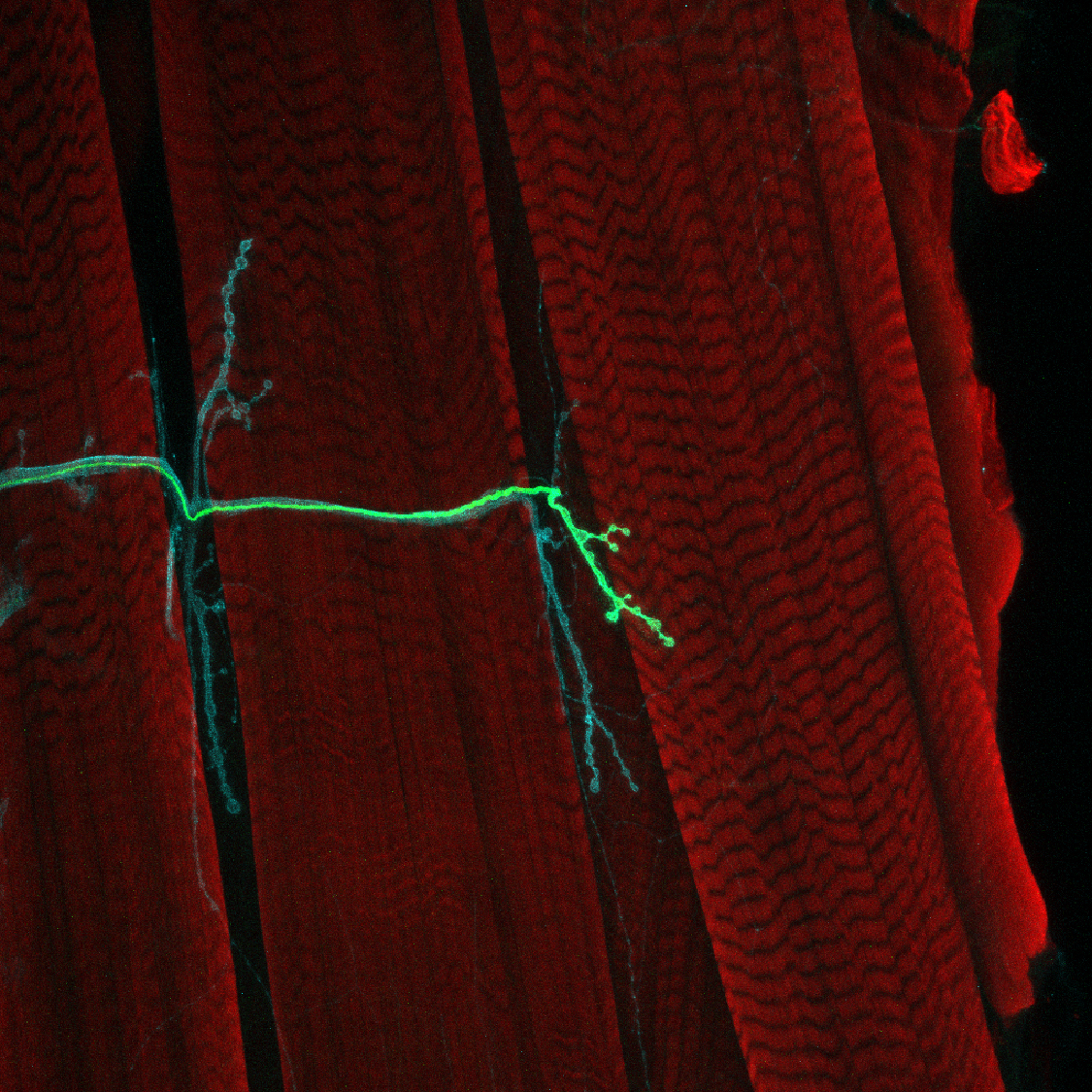 Red, wavy stripes of muscle appear behind two long spindly neurons, one stained green and the other stained magenta.