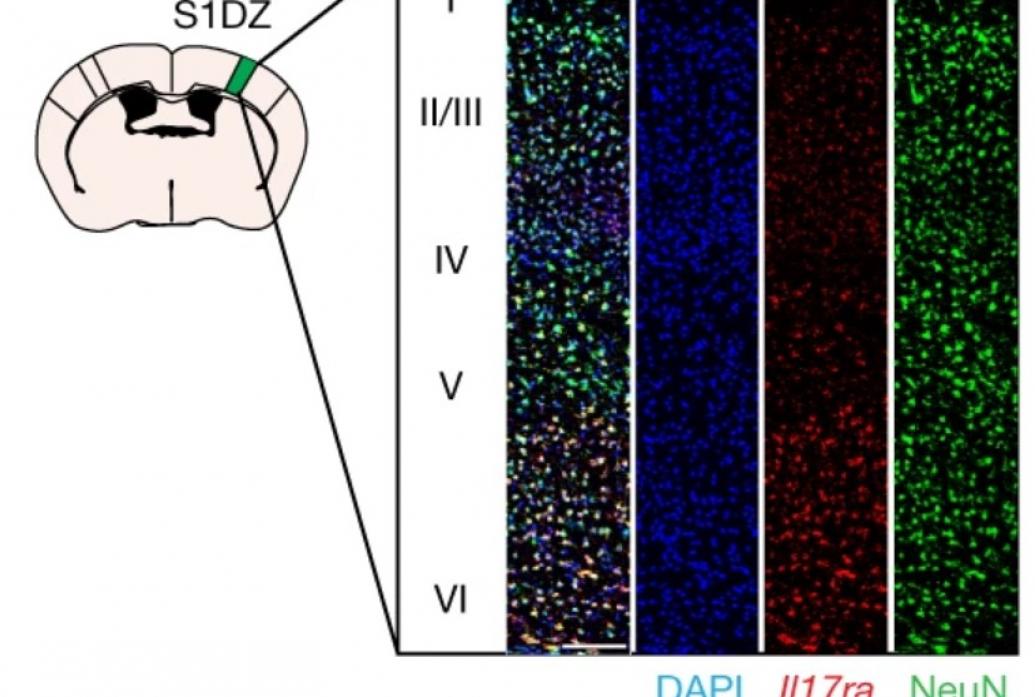 On the left a cartoon mouse brain is labeled to denote the S1DZ region on the upper right. From there we see columns showing cells stained in various colors.