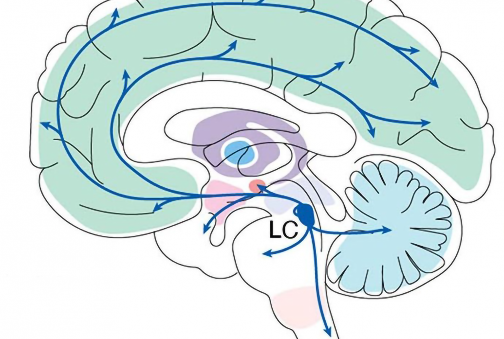 A diagram of the human brain from front to back features a blue almond shape almost down toward the neck. Lines extend from it around the rest of the brain indicating the circuits it feeds.d the main projections it make