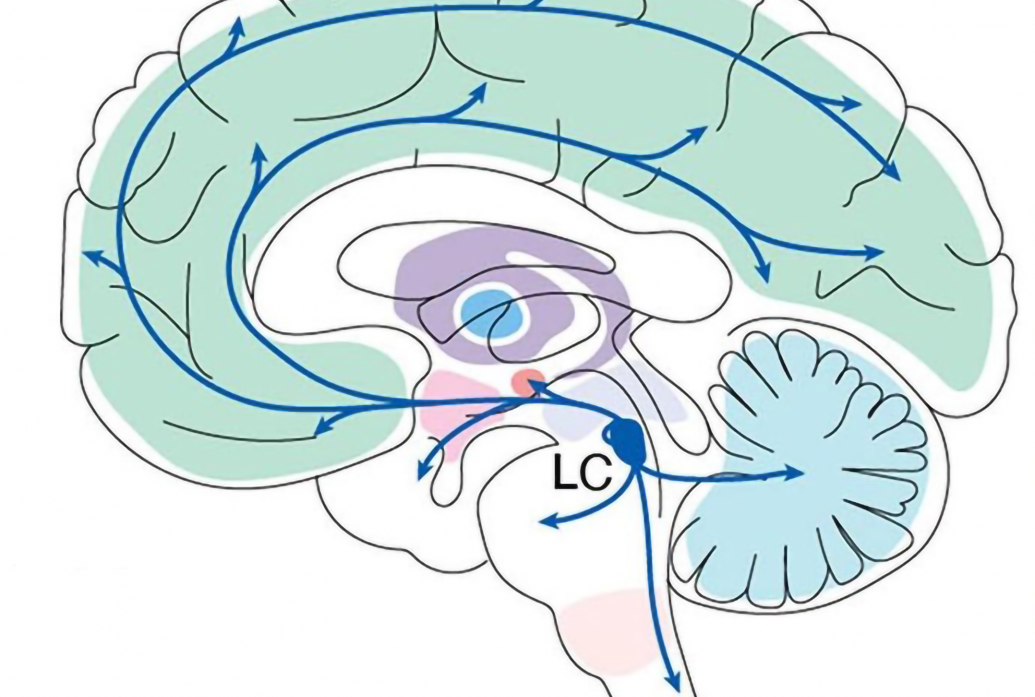 locus coeruleus projections