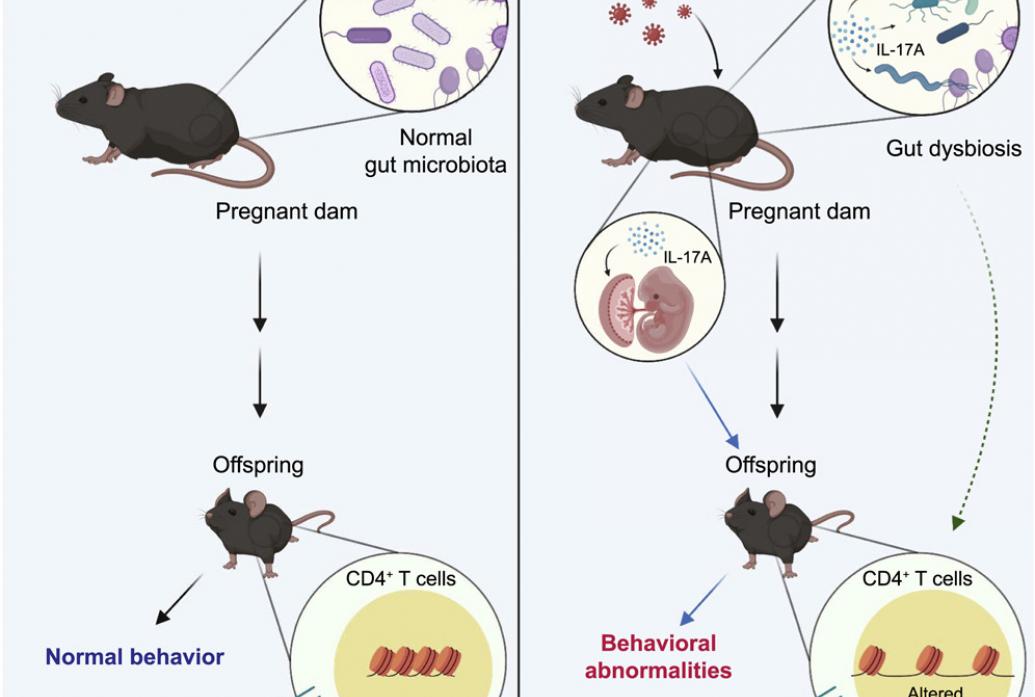 A cartoon illustrates the physiological differences between pregnant mice and their offspring after infection.